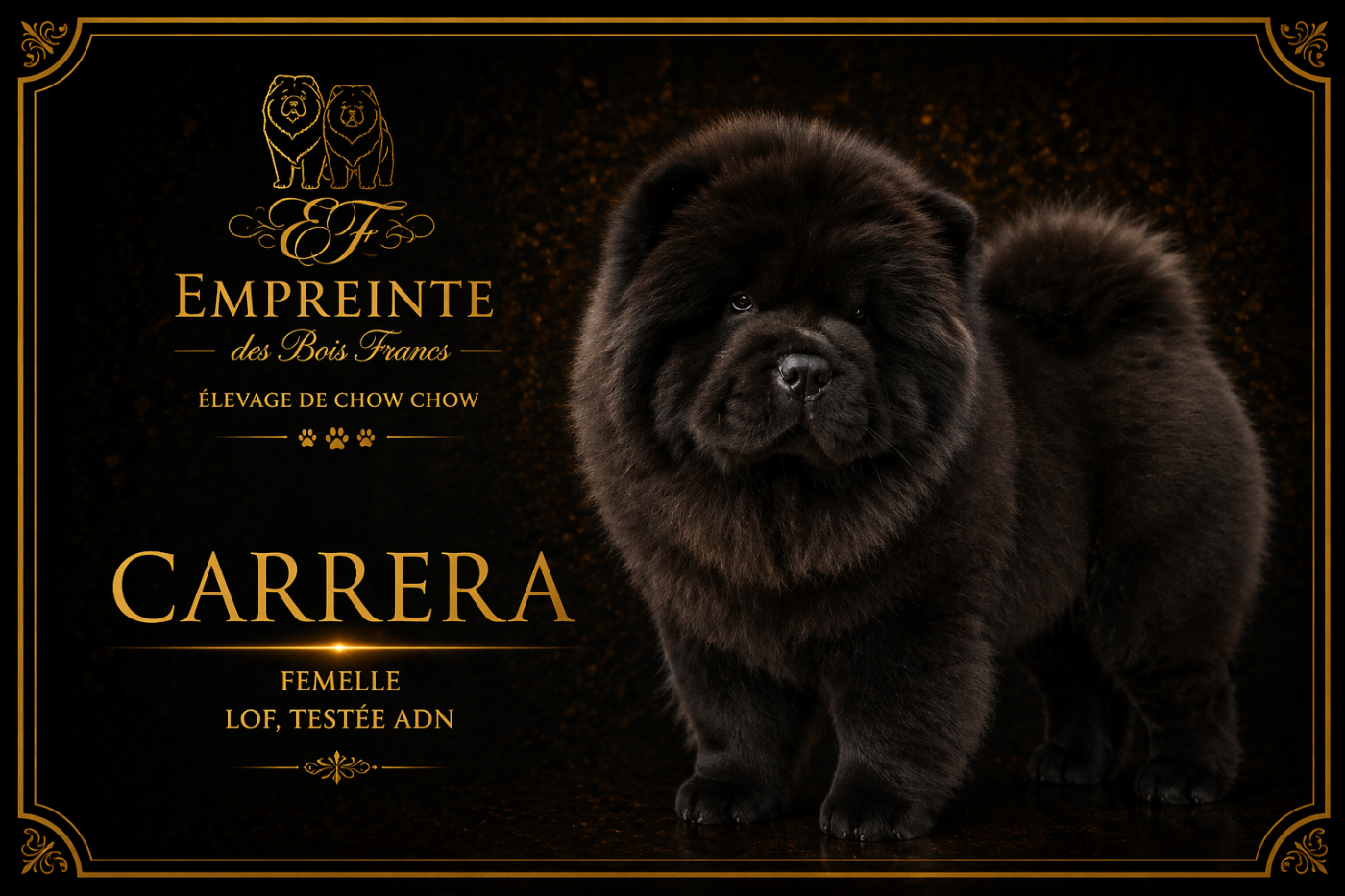 CARRERA Wasylowa Sfora