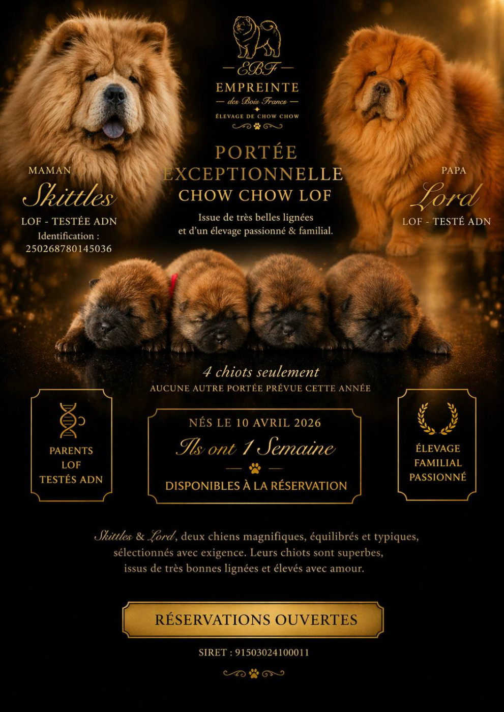 Chiot Chow Chow Melanie Le Sager