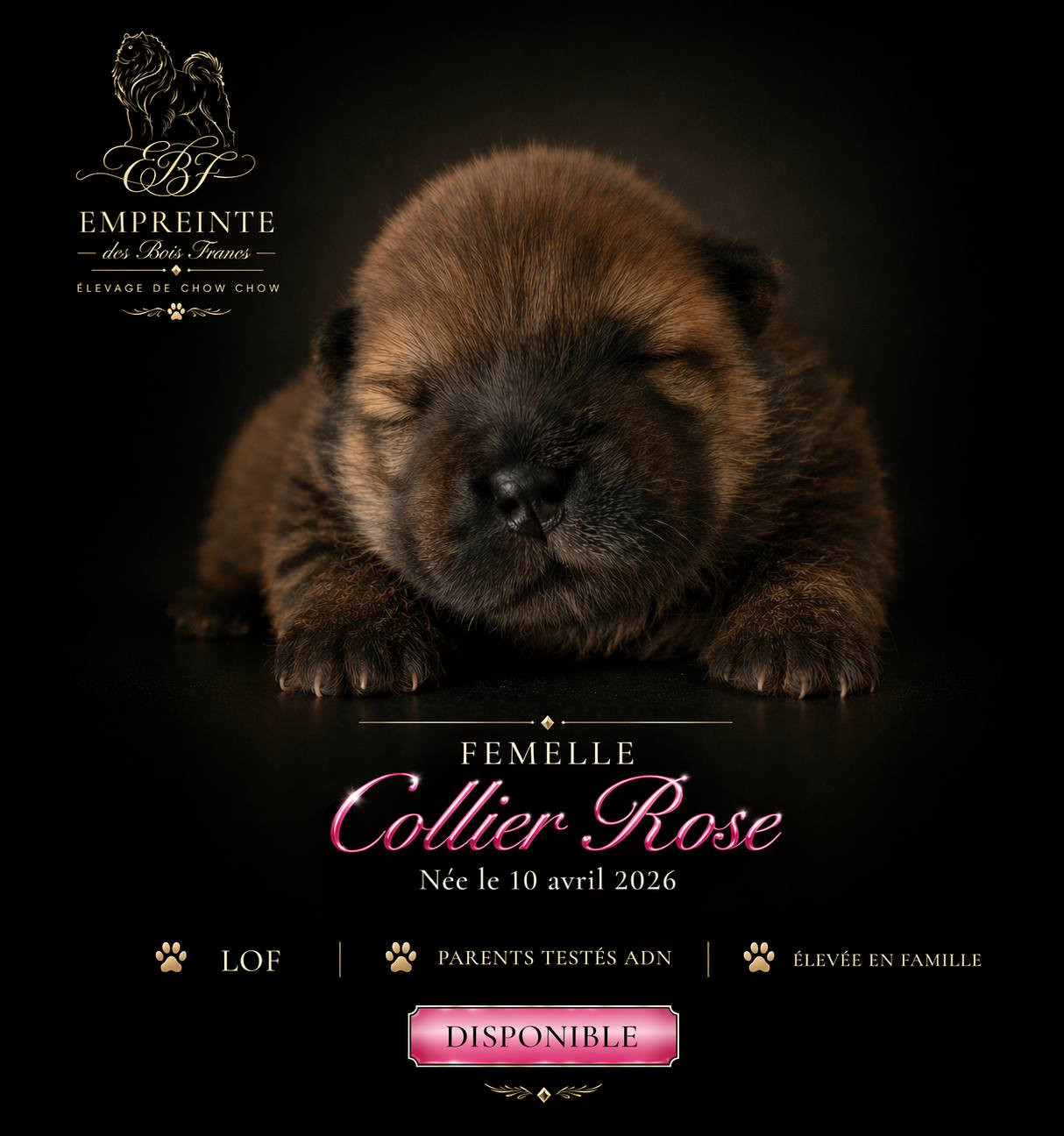 Melanie Le Sager - Chiots disponibles - Chow Chow
