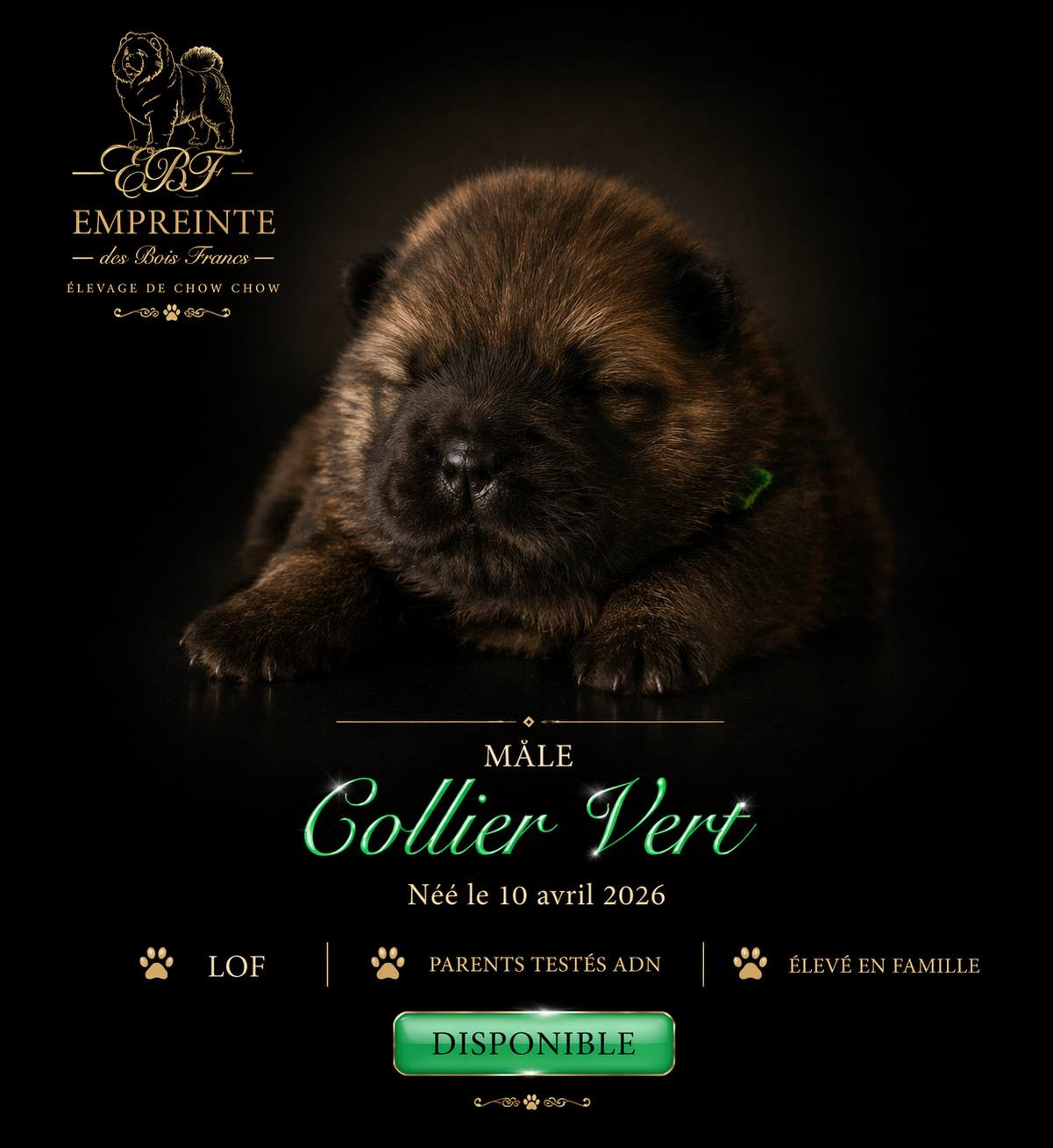 Melanie Le Sager - Chiots disponibles - Chow Chow