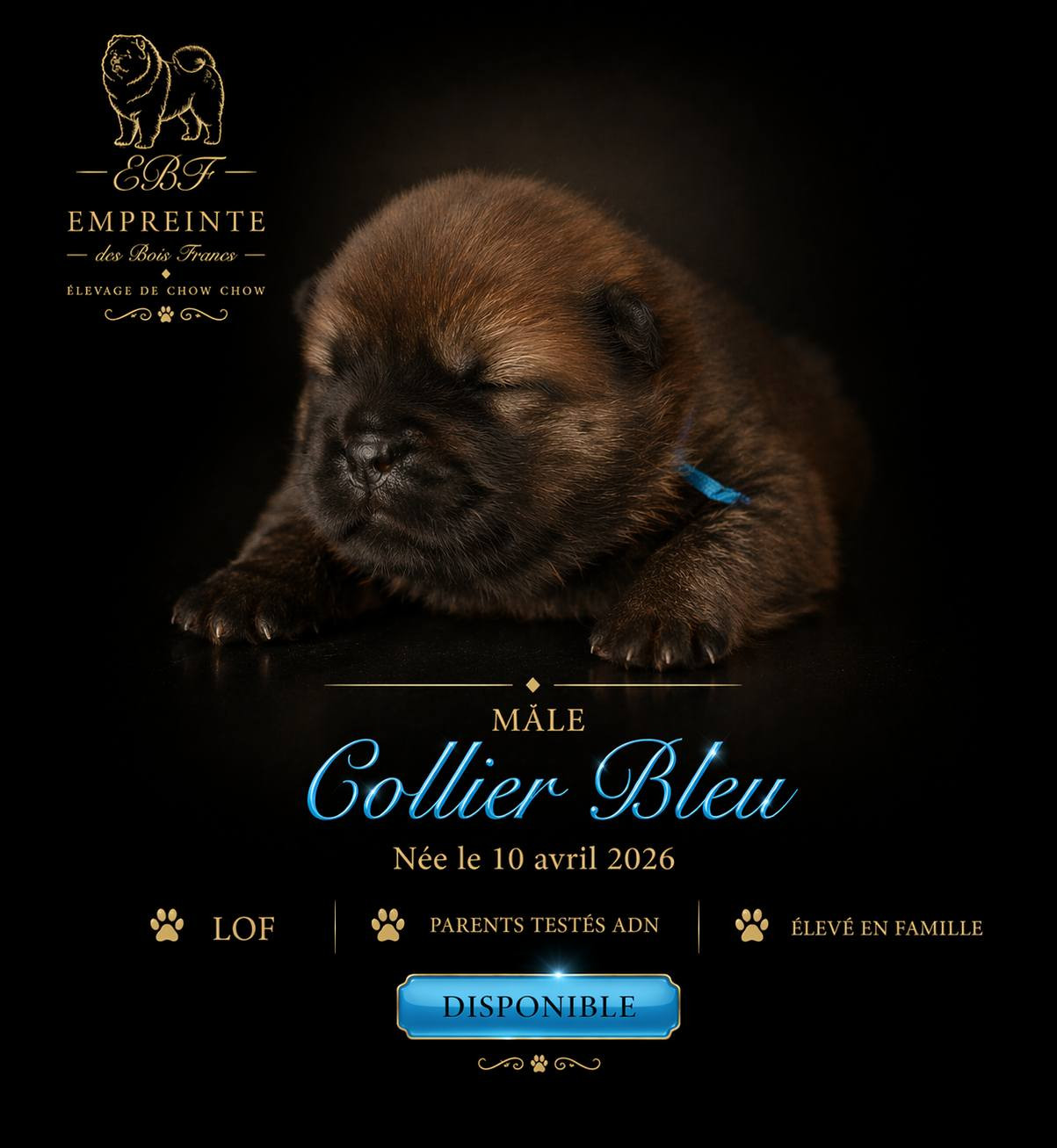 Melanie Le Sager - Chiots disponibles - Chow Chow