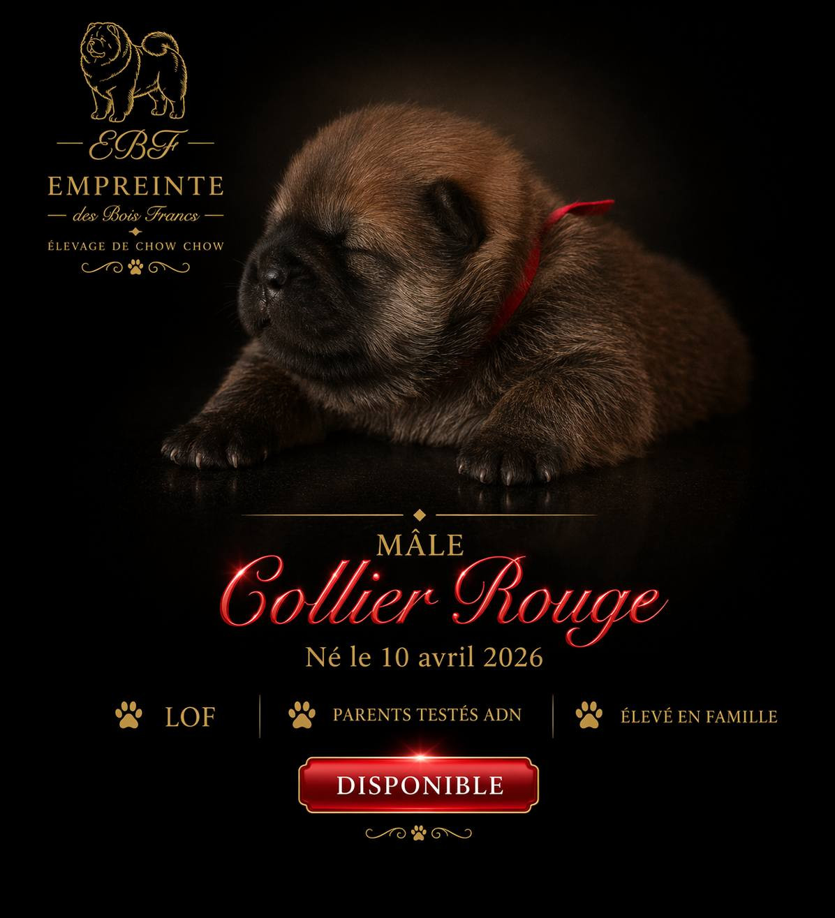 Melanie Le Sager - Chiots disponibles - Chow Chow